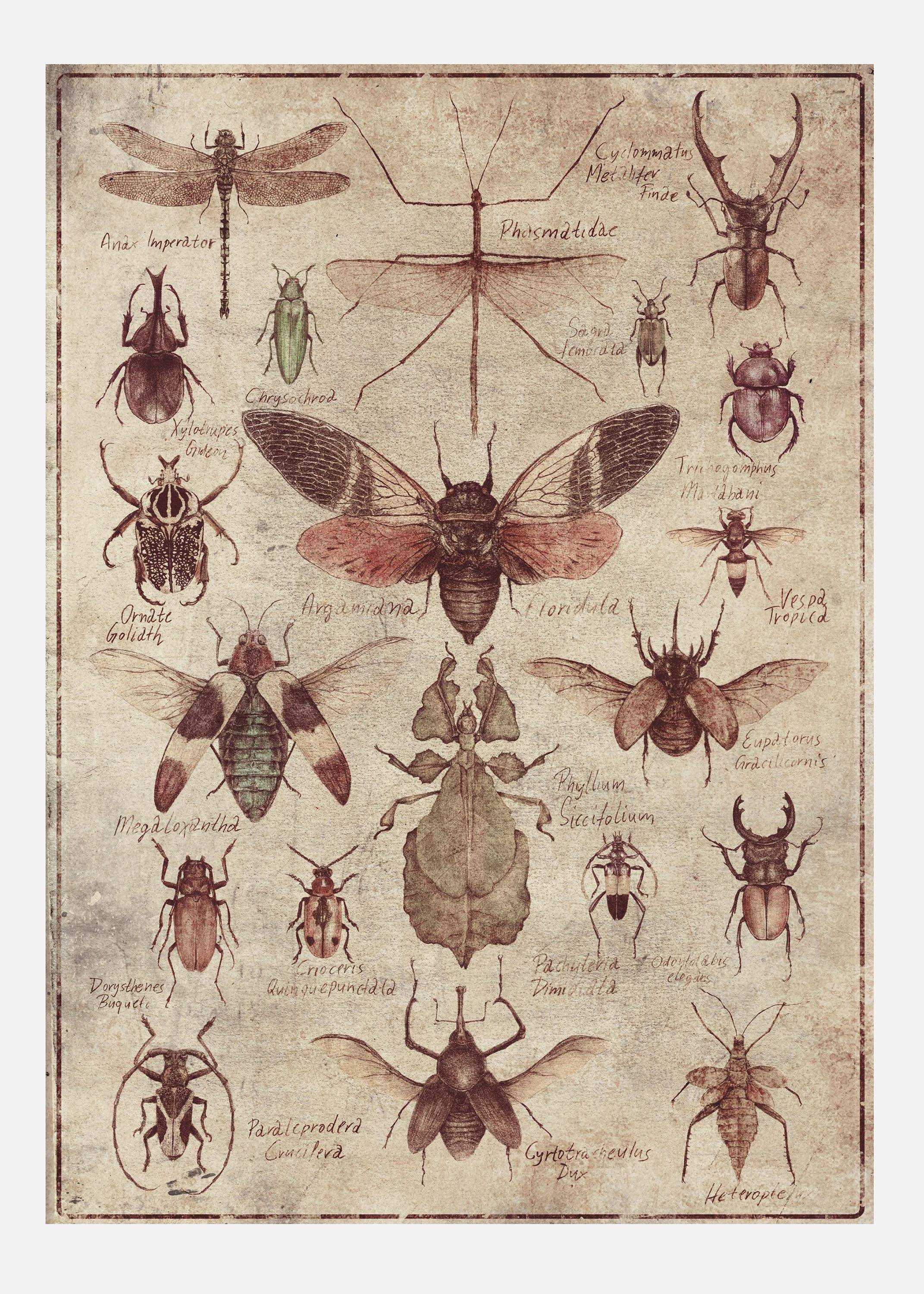 Vintage-style Insects Canvastavla (50x70 cm)