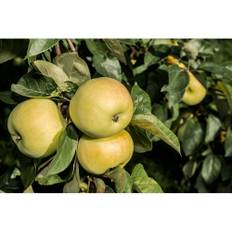 Äppelträd Oranie 60-80Cm Uppbindningskit