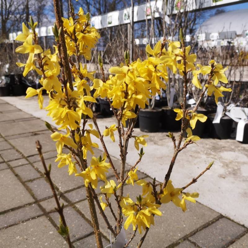 Forsythia Weekend - Forsythia intermedia Weekend ( Courtalyn ).