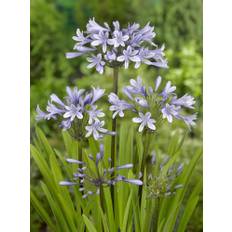 Skærmlilje / Agapanthus Silberpfeil. Rodknolde 14,95 kr. v/3 stk 12,95 kr. v/10 stk.