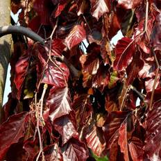 Hænge-blodbøg (Fagus sylvatica 'Purpurera Pendula') 70-100 cm