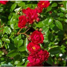 Polyantharos 'Fairy Dance' 1-pack barrot