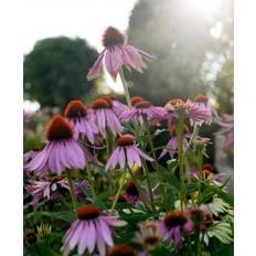 Echinacea – Rød solhat frø Øko