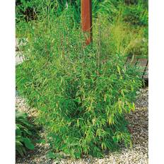Buske Låg Bergbambu 30 Cm Krukodlad 3-Pack