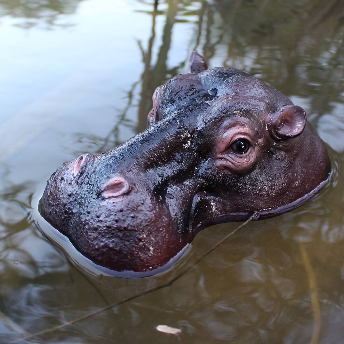 1pc Realistic Hippopotamus Decorative Statues, Animal Resin Statue Ornaments, Perfect Floating Decoration For Outdoor And Swimming Pools