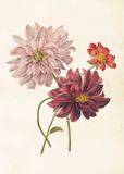 Poster vintage Dahlia, 50x70 cm