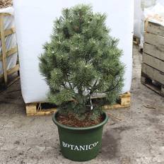 Bjergfyr (Pinus Mugo 'Columnaris') 30-50 cm