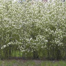 Aks-bærmispel (Amelanchier spicata) 60-80 cm