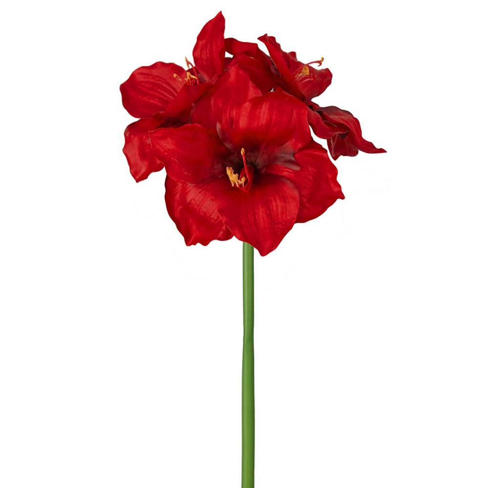 Amaryllis Röd E - 65 cm