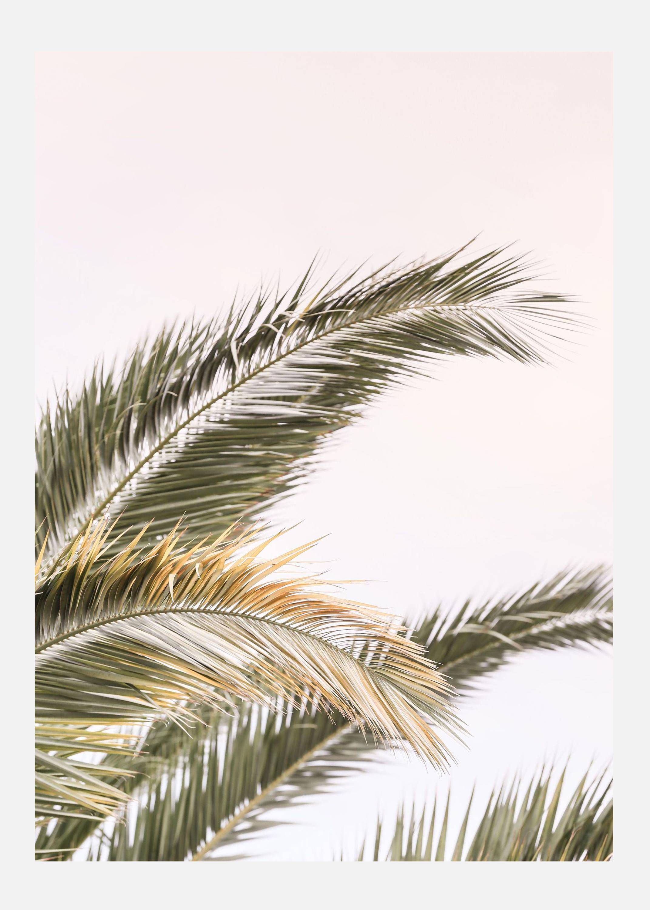 Oasis Palm 03 Canvastavla (50x70 cm)