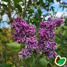 Storblomstret Syren Sensation 40-80 cm. - Syringa vulgaris Sensation