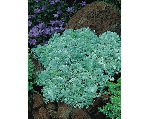 Krypmalört OMNIA GARDEN Artemisia schmidtiana 'Nana' 15-pack