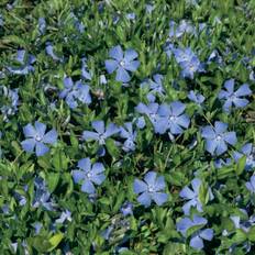 Vintergrøn, blå, Vinca minor, 6 pak