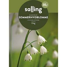 Sommer hvidblomme 8 løg (På lager i varehus)