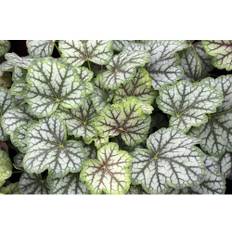 Alunrot OMNIA GARDEN Heuchera 'Green Spice' 6-pack