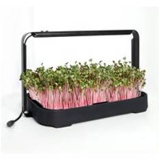 Wholesale Indoor Home Kitchen Gardening Germination Kit Pot Hydroponic Sprouting Smart Microgreen Grow Trays with Mat Leds Light