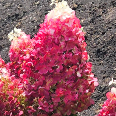 Living Hortensia (Hydrangea paniculata 'Red Velvet') 2 liter
