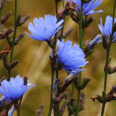 Cikorie (Cichorium intybus)