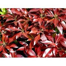 Pieris 'Katsura'