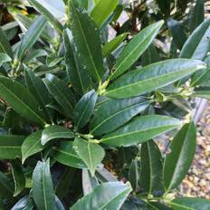 Laurbærkirsebær Otto Luyken 30-40 cm. - Bundt Med 10 Stk. Barrods hækplanter - Prunus Laurocerasus Otto Luyken