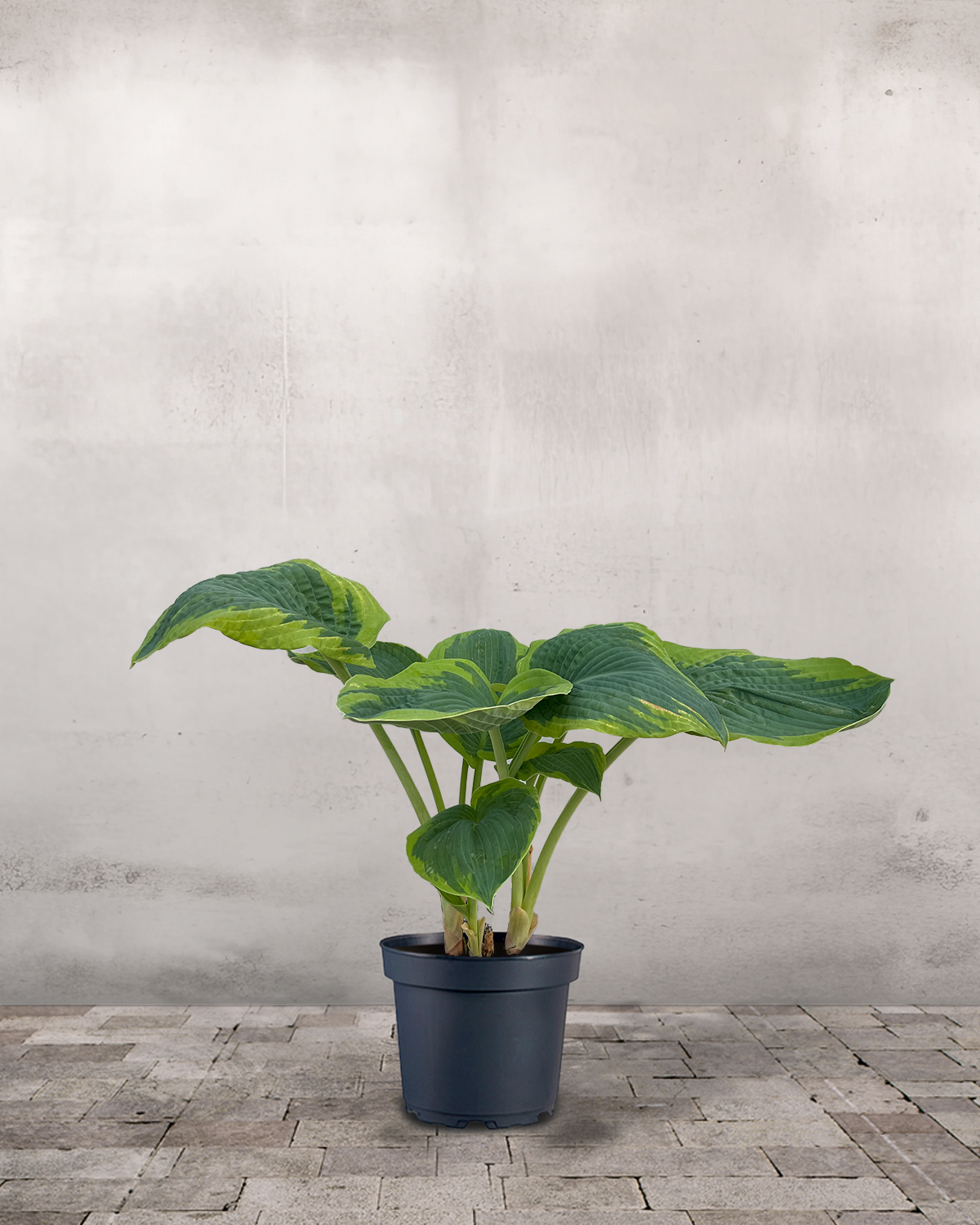 Hosta 'Francess William'