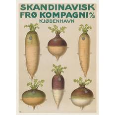 Skandinavisk Frøkompagni (1920)