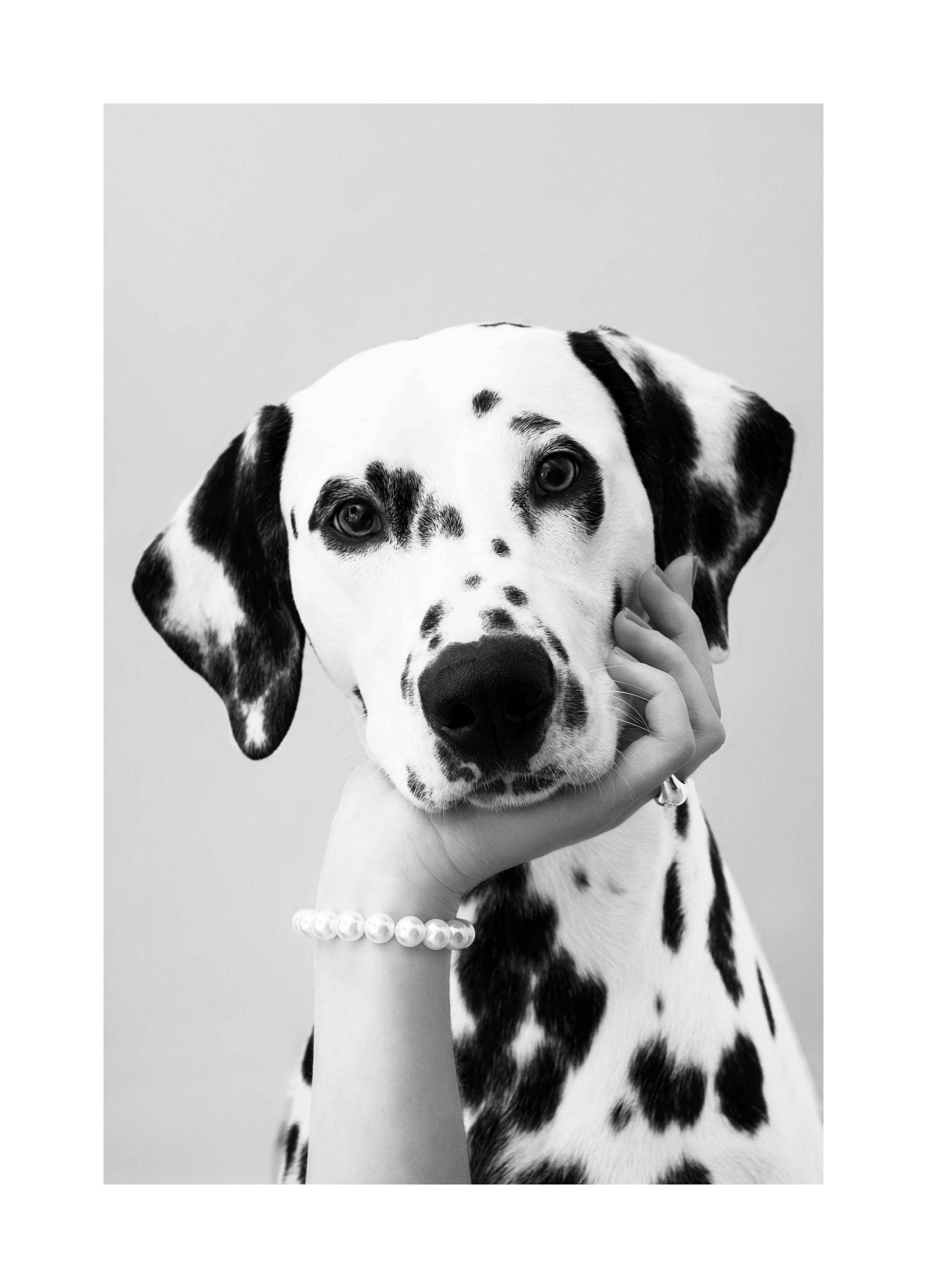 Dalmatian Poster (50x70 cm)