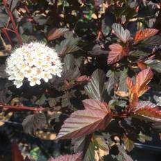 Blærespiræa - Physocarpus opulifolius ´Diable d´Or´ 150 cm stamme