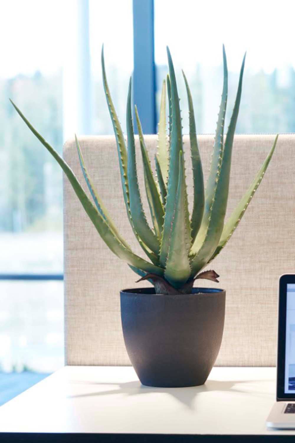 Konstväxt Aloe Vera