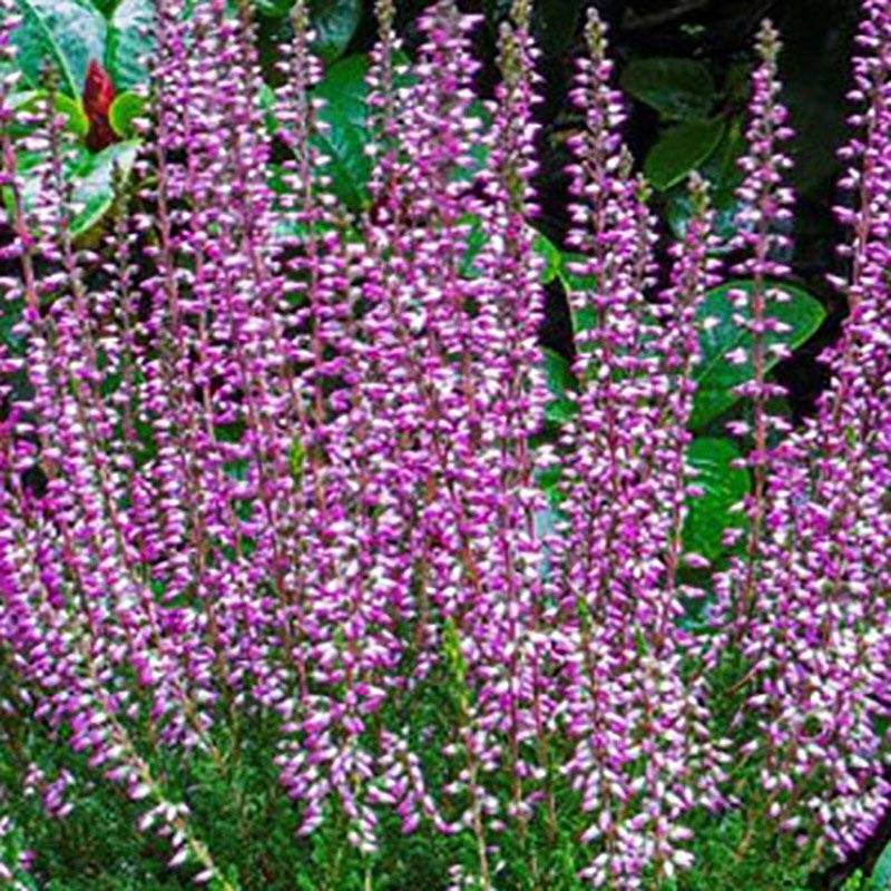 Efterårslyng (Calluna vulgaris 'Hilda')