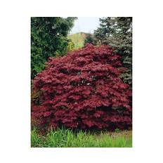 Japansk blodlönn OMNIA GARDEN Acer palmatum 'Atropurpureum' 3-pack
