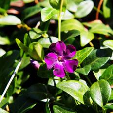 Vintergrøn Atropurpurea - Vinca minor Atropurpurea