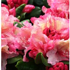 Rododendron (Storlek: 40-50 C5)