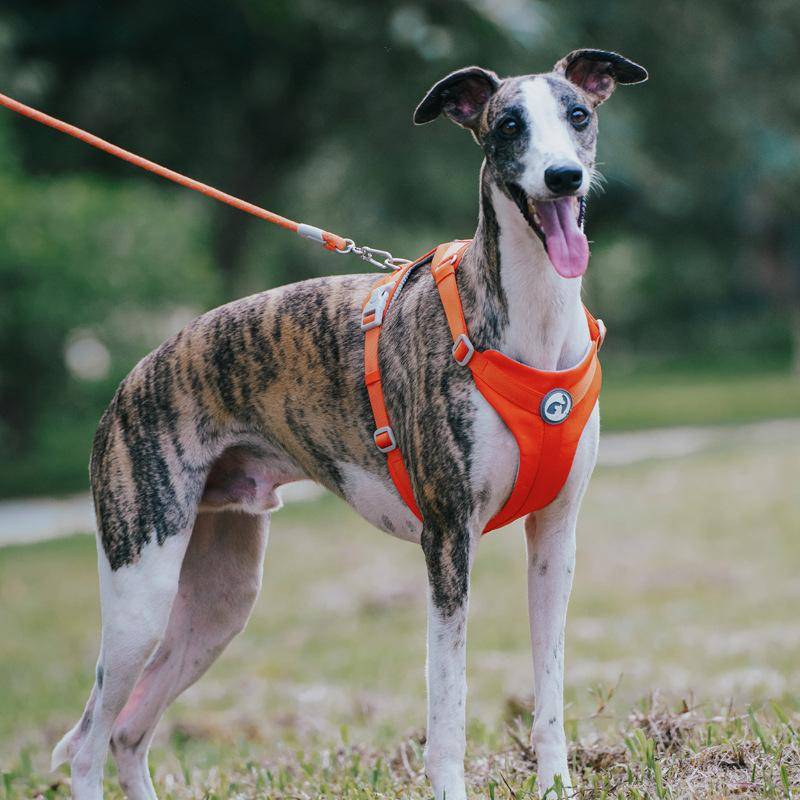 Whippet Halkfritt Hundsele Lättviktigt Hundsele Andningsbart och Slitstarkt Justerbar Väst för Medelstor Hund Vinthundar ljusblå färg
