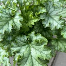 Alunrot - Heuchera hybr. Baby Bells ™ Lime Swizzle (Krukstorlek: C13cm)