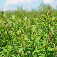 Liguster (Ligustrum vulgaris 'Atros') 125 cm - Færdighæk