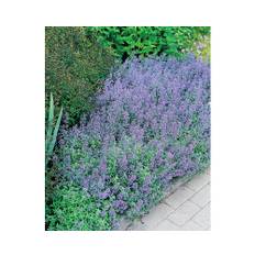 Kantnepeta OMNIA GARDEN Nepeta x faassenii 15-pack
