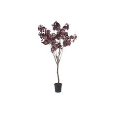 Cotinus konstträd burgundy - Brun / Vinröd (200 cm / Krukans diameter: 24 cm)