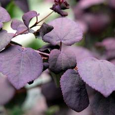 Hjertetræ Rødbladet (Cercidiphyllum japonicum 'Rotfuchs') 50-80 cm