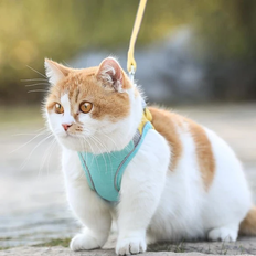 Cat Vest Harness and Leash Set - blue-orange / 2XL