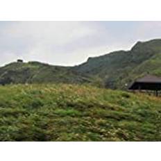 Rock Bull Peak Miscanthus - Art Print on Canvas (24x16 inches, unframed)