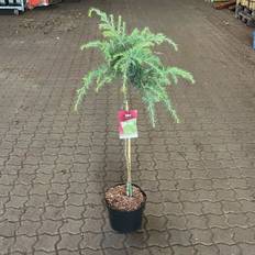 Himmalayaceder (Cedrus deodara 'Lime Glow') Opstammet 60 cm