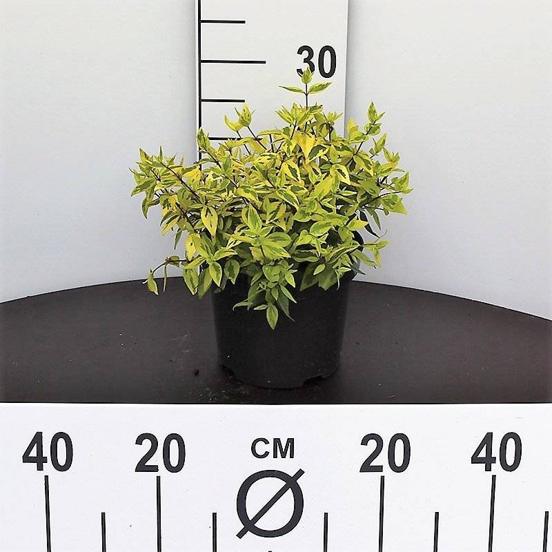 Abelia (Abelia grandiflora 'Kaleidoscope') 30-50 cm