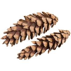 Kotte Strobus Natur 20-25 cm