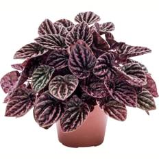 Musehaleaks, Peperomia caperata Santiago, Ø11 cm (På lager i butik)