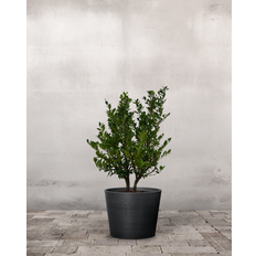 Ilex Crenata - 40-60 cm - Ingen krukke / Sort / Ja