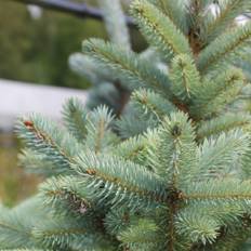 Blågran - Picea pungens Super Blue Seedling (Baby Blue) (Storlek: 80-100 C7,5)