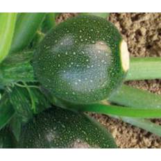 Squash 'Eight Ball F1'