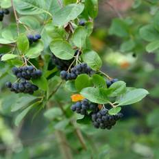 Svartaronia (Storlek: 50-60 C3)