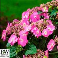 Havehortensia 'Cotton Candy` PW